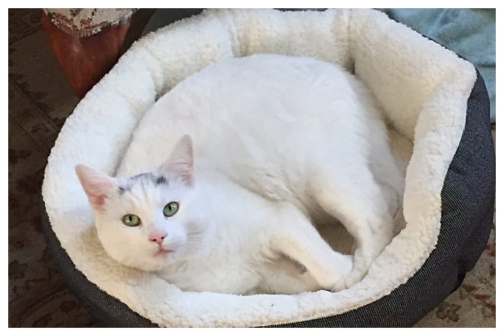 mezze & tapas mascot