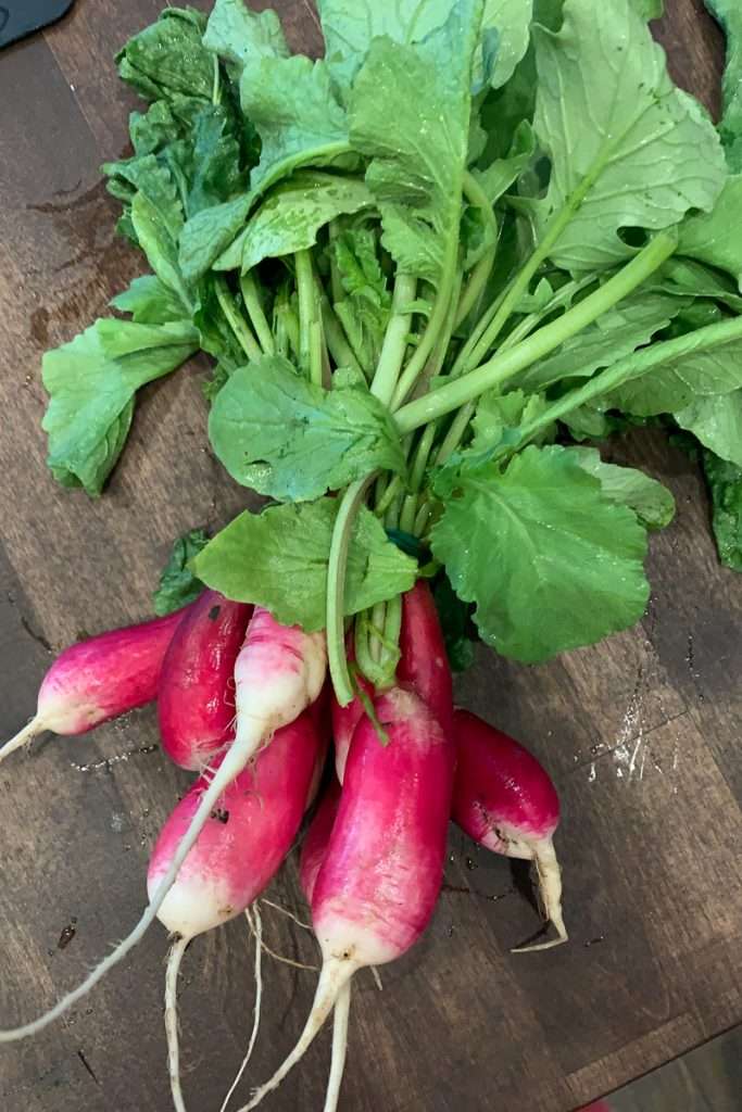 French Breakfast Radish