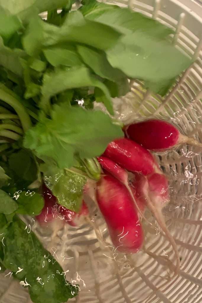 French Breakfast Radish Washed