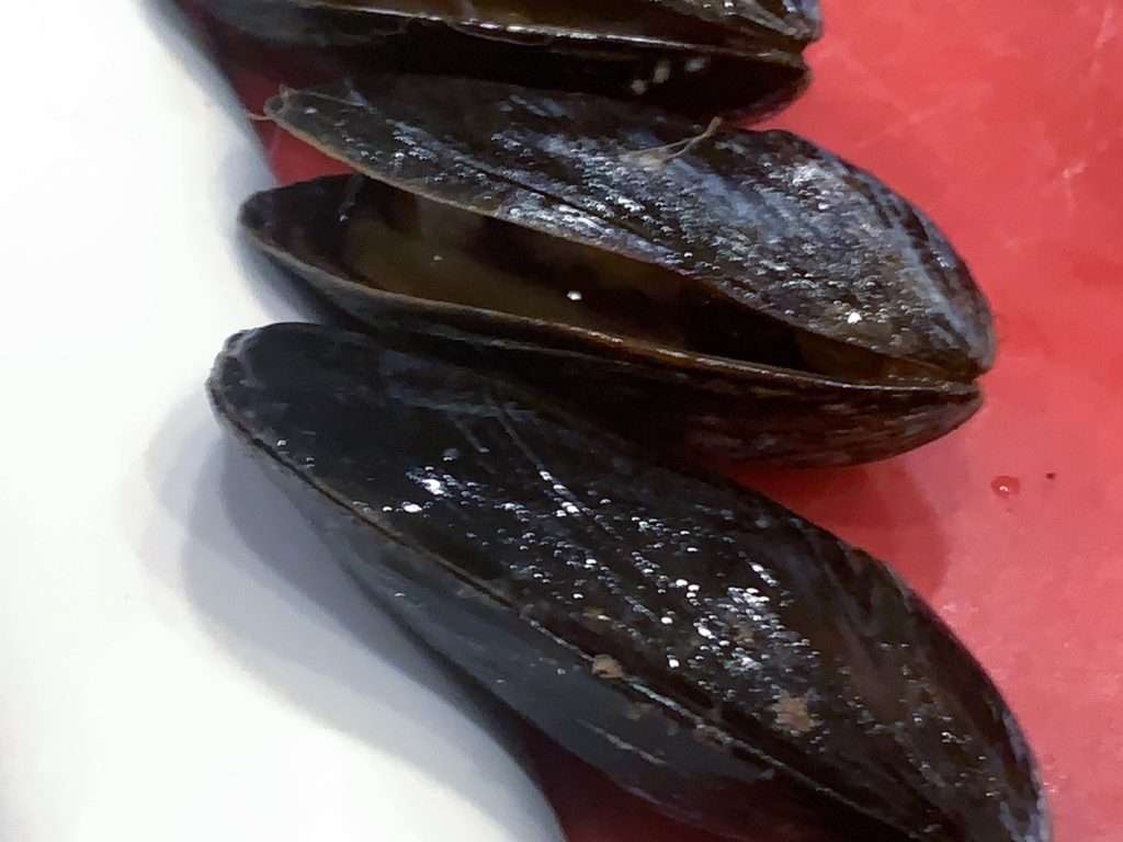 Mussels Live Test After
